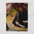 Search for up and fish postcards Underwater