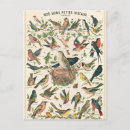 Search for plumed postcards Illustration