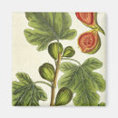 Search for blackwell magnets Botanical