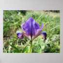 Search for for iris art Nature photography