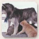 Search for huskies barware Sled dog