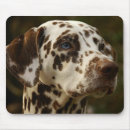 Search for dalmation mouse mats Canine