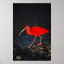Search for ibis posters Animals