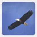 Search for soaring eagle stickers Wildlife