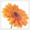 Search for orange gerbera daisy stickers For her