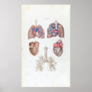 Search for human heart posters Anatomical