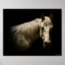 Search for black and white horse photography art Animals