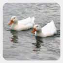 Search for duck life stickers Ducks