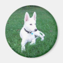 Search for relax magnets Puppy