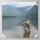 Search for malamute dog posters Husky