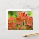 Search for rhododendron Azalea