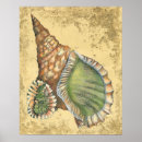 Search for seashells posters Coastal