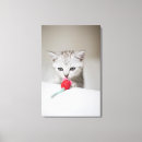 Search for british shorthair cat art Cats