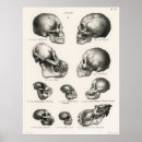 Search for human evolution posters Cartoon
