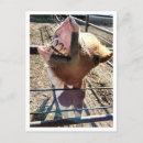 Search for silly faces postcards Funny