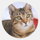 Search for brown tabby cat stickers White