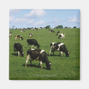 Search for holstein magnets Animal