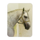 Search for dappled magnets Horse