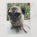 Search for mopping postcards Hund