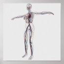 Search for circulatory system posters Square image