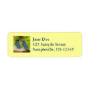 Search for swallow bird return address labels Swallows