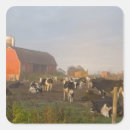 Search for holstein stickers Cattle