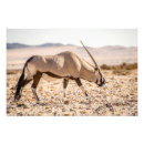 Search for oryx Namibia