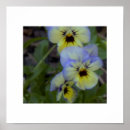 Search for pansy posters Yellow