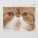 Search for year old postcards Cat