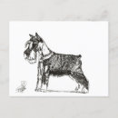 Search for miniature schnauzer postcards Zwergschnauzer