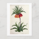Search for fritillaria postcards Flowers