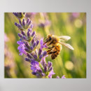 Search for buzz posters Insect