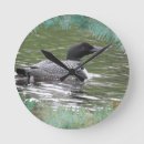 Search for common loon Wilderness