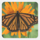 Search for plexippus Wildlife