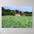 Search for artichoke posters Photography