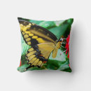 Search for black swallowtail Butterfly