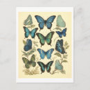 Search for antique butterfly illustration postcards Vintage
