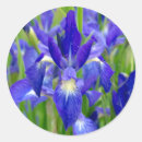 Search for blue iris stickers Floral