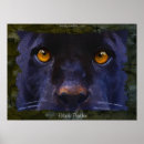 Search for black panthers art Puma