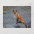 Search for wild fox postcards Woodland