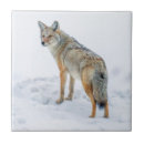 Search for alertness tiles Animal