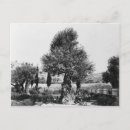 Search for gethsemane postcards Jerusalem