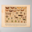 Search for larvae posters Caterpillar