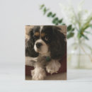 Search for veterinary appointment postcards Dogs