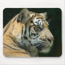 Search for sumatran electronics Cat