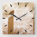Search for robin clocks Winter