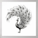 Search for white peacock posters Feathers
