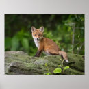 Search for fox pups posters Mammal