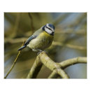 Search for tit Branch