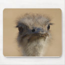 Search for ostrich mouse mats Bird